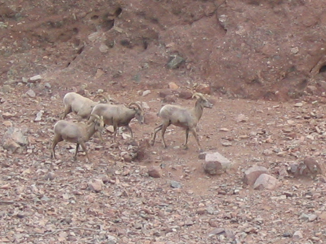 618x457 pixels (212K)